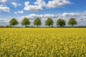 Rape field with tree avenue in Scheie Bückeburg Germany