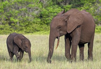 African forest elephants (Loxodonta cyclotis) in a clearing in Loango National Park, Parc National