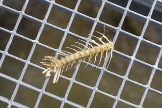 Skeleton, bone of a fish on a grid