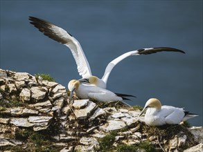 Northern Gannet, Morus bassanus, birds on cliff