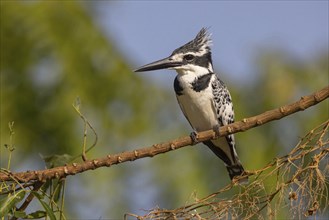 Pied kingfisher (Ceryle rudis), Alcyon pie, MartÜn Pescador PÜo, Marakissa River Camp / Canoe trip,