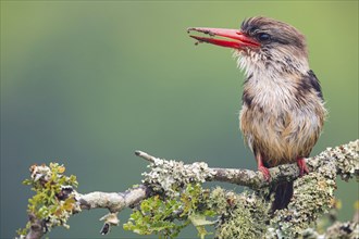 Brown-hooded kingfisher (Halcyon albiventris), perching site, Kingfisher family, iSimangaliso