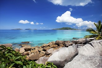 La Digue, Palm tree beach, Seychelles, Indian Ocean, Palm trees, La Digue, Indian Ocean,