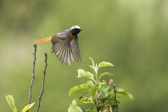 A Common redstart (Phoenicurus phoenicurus), male, in flight between green leaves, Hesse, Germany,