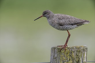 Common redshank (Tringa totanus) sitting on a pole, Lower Saxony, Germany, Europe