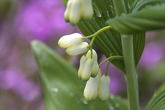 Flowers of a solomon's seal (Polygonatum multiflorum) with raindrops, Bavaria, Germany, Europe