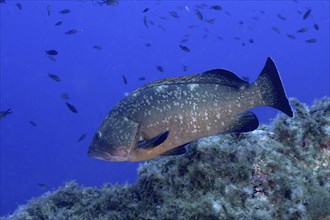 Dusky grouper (Epinephelus marginatus) (Mycteroperca marginatus) in the Mediterranean Sea near