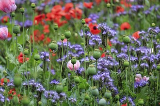 Colourful flower meadow, phacelia, tufted poppy, opium poppy, corn poppy, green manure, Germerode,