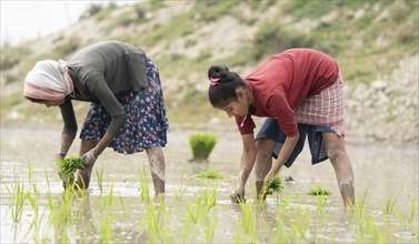 Morigaon, India. 20 February 2024. Women plant rice saplings in a paddy field on February 20, 2024