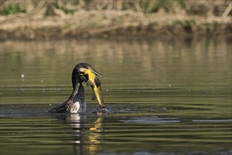 Cormorant in the water proudly holding a fish it has just caught, a tench (Tinca tinca), Hesse,