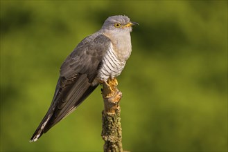 Common cuckoo (Cuculus canorus), Coucou gris, Cuco Europeo, Cuco Comun, Ast, branch, Ormoz area,