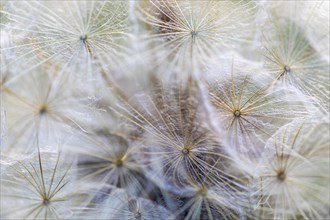 Seed head of meadow salsify (Tragopogon pratensis), Asteraceae, Leibertingen, Upper Danube nature