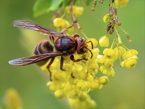 European hornet (Vespa crabro), insect, insects, macro, plant, garden, Neuhofen,