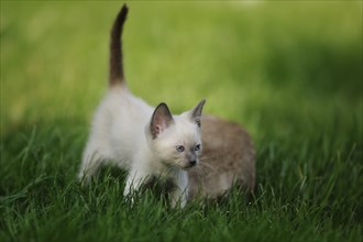 Young Siamese cat (Siamese Seal Point cat) little kitten in the green grass, Bavaria