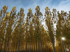 The setting sun shining through a forest of European Aspen (Populus tremula) in autumnal colours.