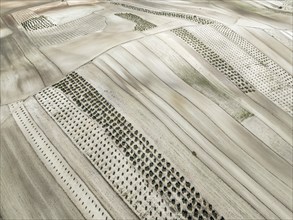 Farmland and cultivated olive trees (Olea europaea) . Aerial view. Drone shot. Granada province,