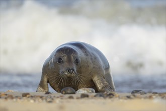 Grey seal (Halichoerus grypus) adult animal on a seaside beach, Norfolk, England, United Kingdom,