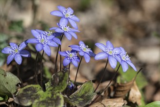 Liverwort (Hepatica nobilis), North Rhine-Westphalia, Germany, Europe