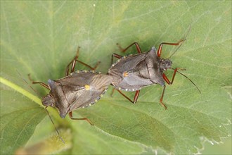 Forest bug (Pentatoma rufipes), copulating pair, North Rhine-Westphalia, Germany, Europe