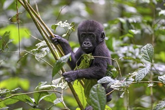 Western lowland gorilla (Gorilla gorilla gorilla) near the Baï-Hokou forest clearing, juvenile,