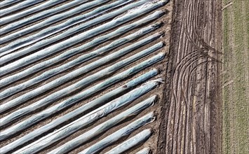 Tractor tracks next to an asparagus field covered with foil, Beelitz, 26/03/2024