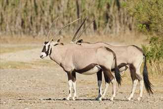 South African oryx (Oryx gazella) in the dessert, captive, distribution Africa