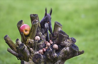 European squirrel (Sciurus) eating nuts in the garden, Schleswig-Holstein, Germany, Europe