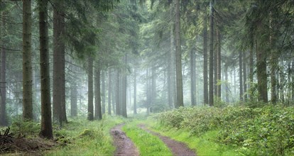 Panorama, Hiking trail through spruce forest with morning fog, Thuringian Forest, Thuringia,