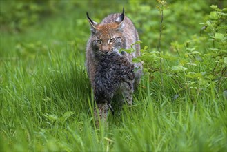 Hunting Eurasian lynx (Lynx lynx) walking with killed muskrat (Ondatra zibethicus) prey in its