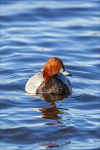 Colorful Pochard (Aythya ferina) swimming in a lake