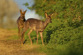 Roe deer (Capreolus capreolus) adult male buck and female doe standing next to a hedgerow, Suffolk,