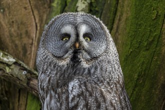 Bearded owl (Strix nebulosa), animal portrait, France, Europe