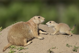 Black-tailed prairie dog (Cynomys ludovicianus) with young at the den, captive, occurrence in North