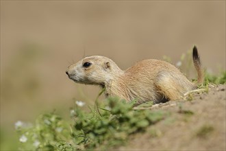 Black-tailed prairie dog (Cynomys ludovicianus), juvenile, captive, occurrence in North America