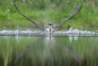 Western osprey (Pandion haliaetus) hunting, Aviemore, Scotland, Great Britain