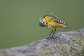 Western yellow wagtail (Motacilla flava), Lower Saxony, Germany, Europe