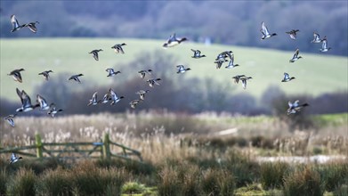 Eurasian Teal, Anas crecca, birds in flight over marshes at winter