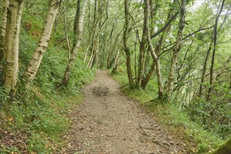 Walking path going through the forest to Donostia San Sebastian at the Camino del Norte, coastal