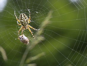 Aculepeira ceropegia, (Araneus ceropegia), macro photograph, spider, arachnid, Black Forest,