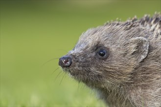 European hedgehog (Erinaceus europaeus) adult animal head portrait, England, United Kingdom, Europe