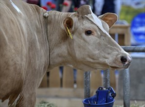 Swiss Fleckvieh dairy cow