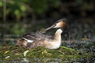 Great Crested Grebe (Podiceps cristatus), adult bird and chick, on the nest, feeding a feather,