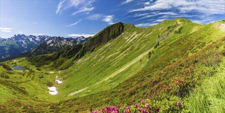 Alpine rose blossom (rhododendron) on the Fellhorn, 2038m, AllgÃ¤u Alps, Bavaria, Germany, Europe