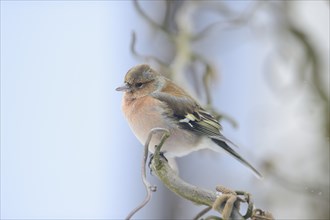 Common Chaffinch (Fringilla coelebs) in winter, Bavaria, Germany, Europe