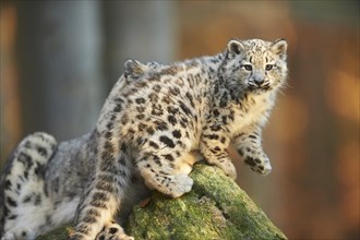 Snow leopard (Panthera uncia) or (Uncia uncia) cute cub in a forest, captive