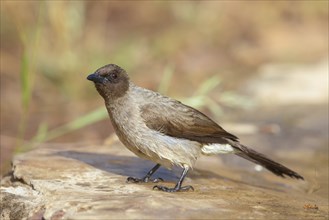 Common bulbul (Pycnonotus barbatus), Garden Bulbul, Bulbul des jardins, Bulbul naranjero, Tendaba