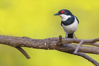 Lappet-faced Flycatcher (Platysteira cyanea), Sita Joyeh Baobab island, Farasutu, South Bank,