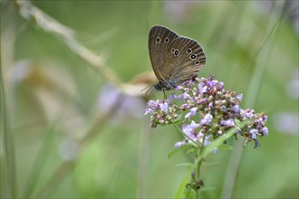 Ringlet (Aphantopus hyperantus) butterfly, Upper Bavaria, Germany, Europe