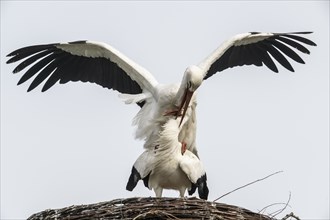 White storks (Ciconia ciconia), mating, Emsland, Lower Saxony, Germany, Europe