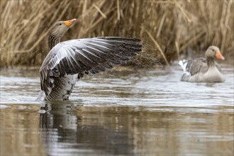 Greylag goose (Anser anser) flaps its wings, wildlife, Germany, Europe